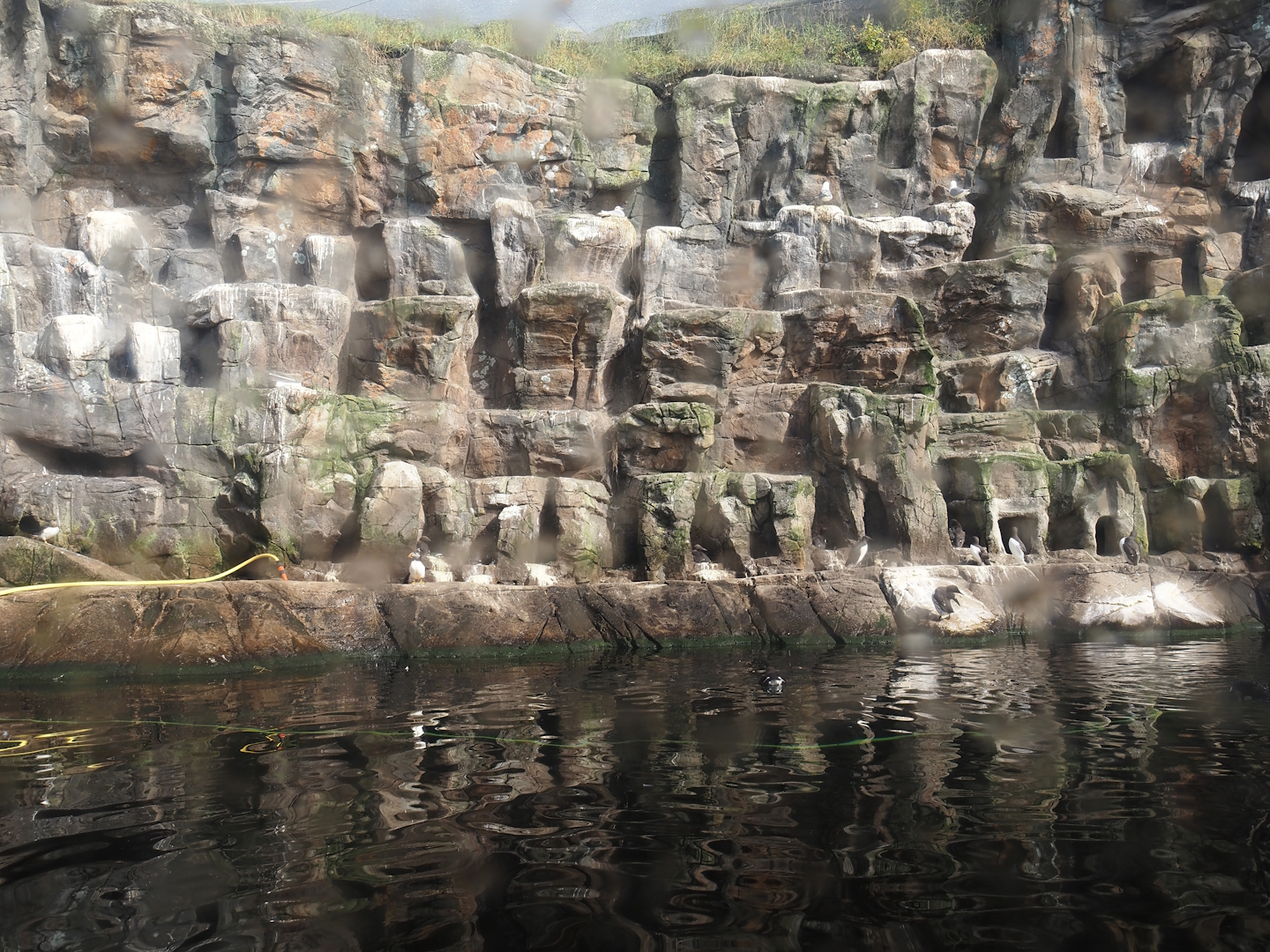 Bass Rock exhibit with Atlantic puffin, Common murre, European eider and Pacific kittiwake, 2024-06-30