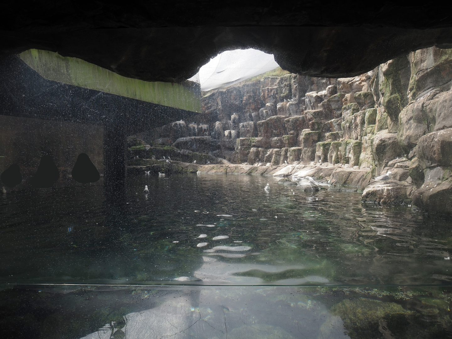 Bass Rock exhibit with Atlantic puffin, Common murre, European eider and Pacific kittiwake, 2024-06-30