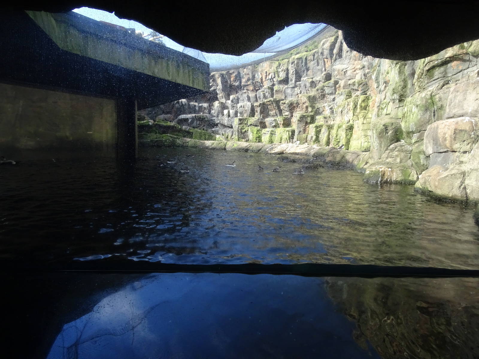 Bass rock (sea bird enclosure)