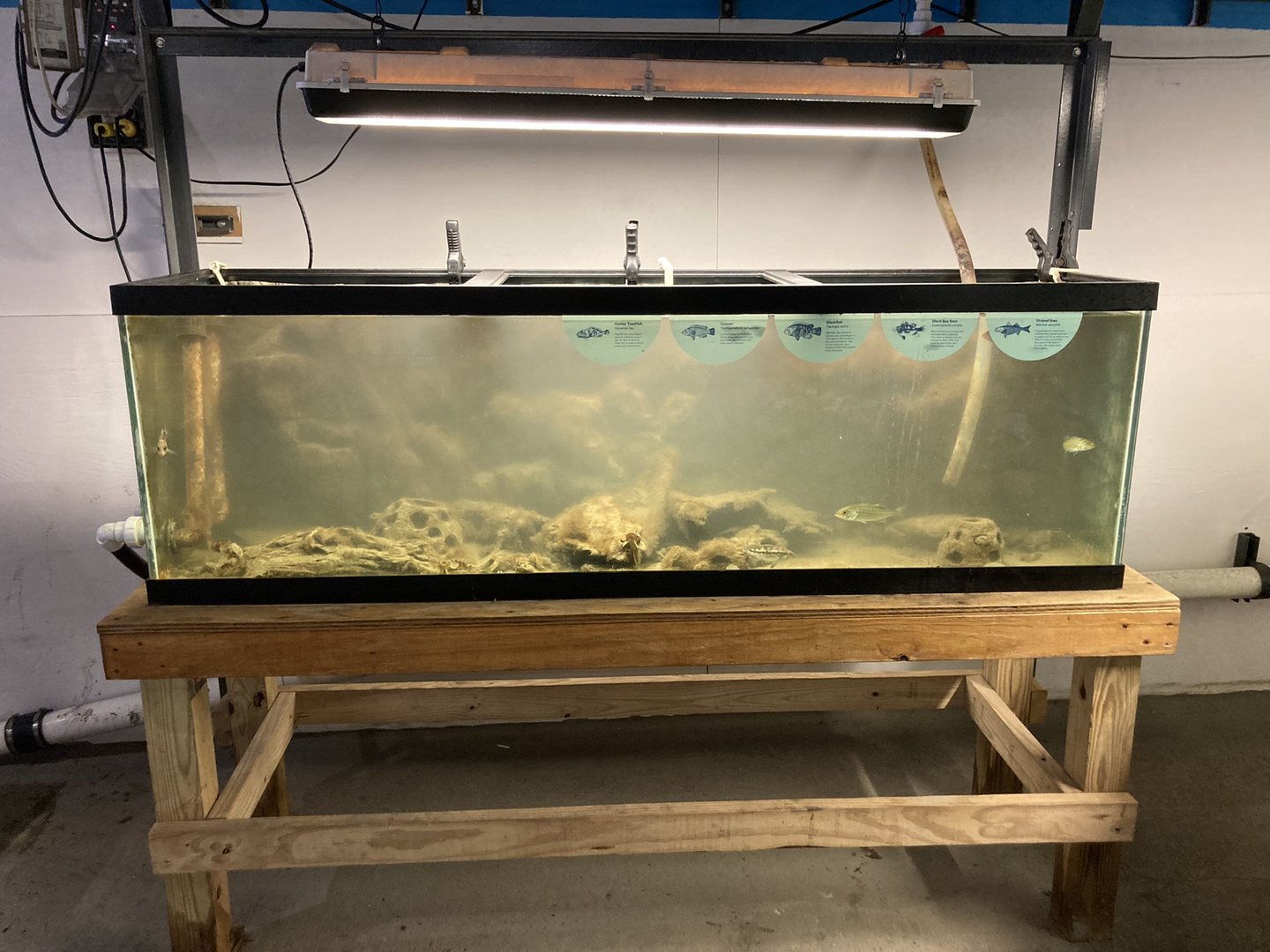 Bass Tank