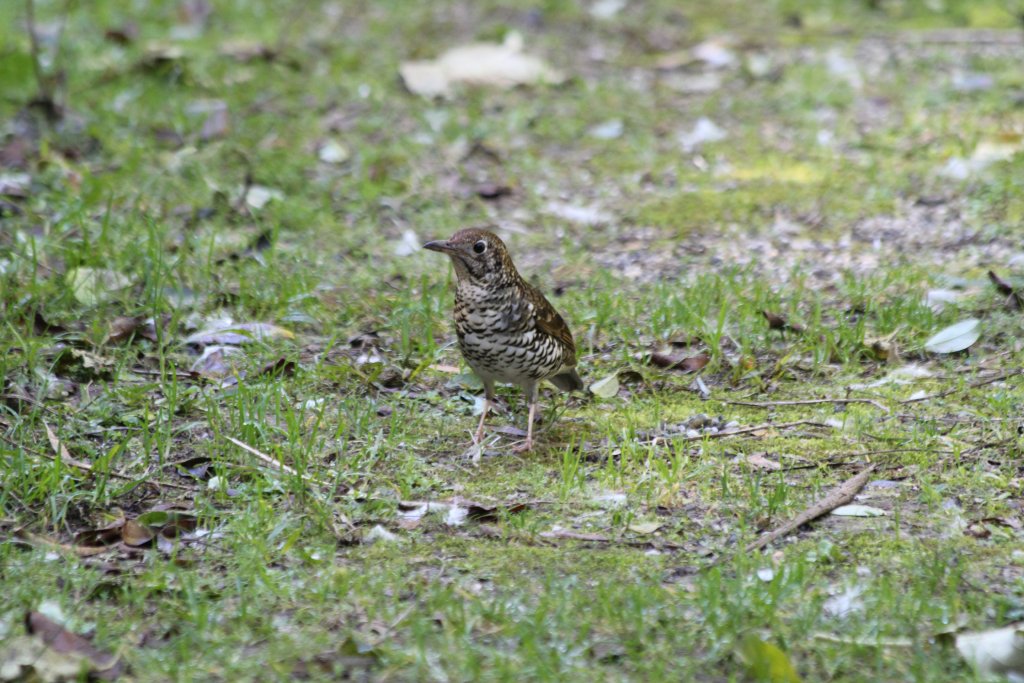 Bassian Thrush