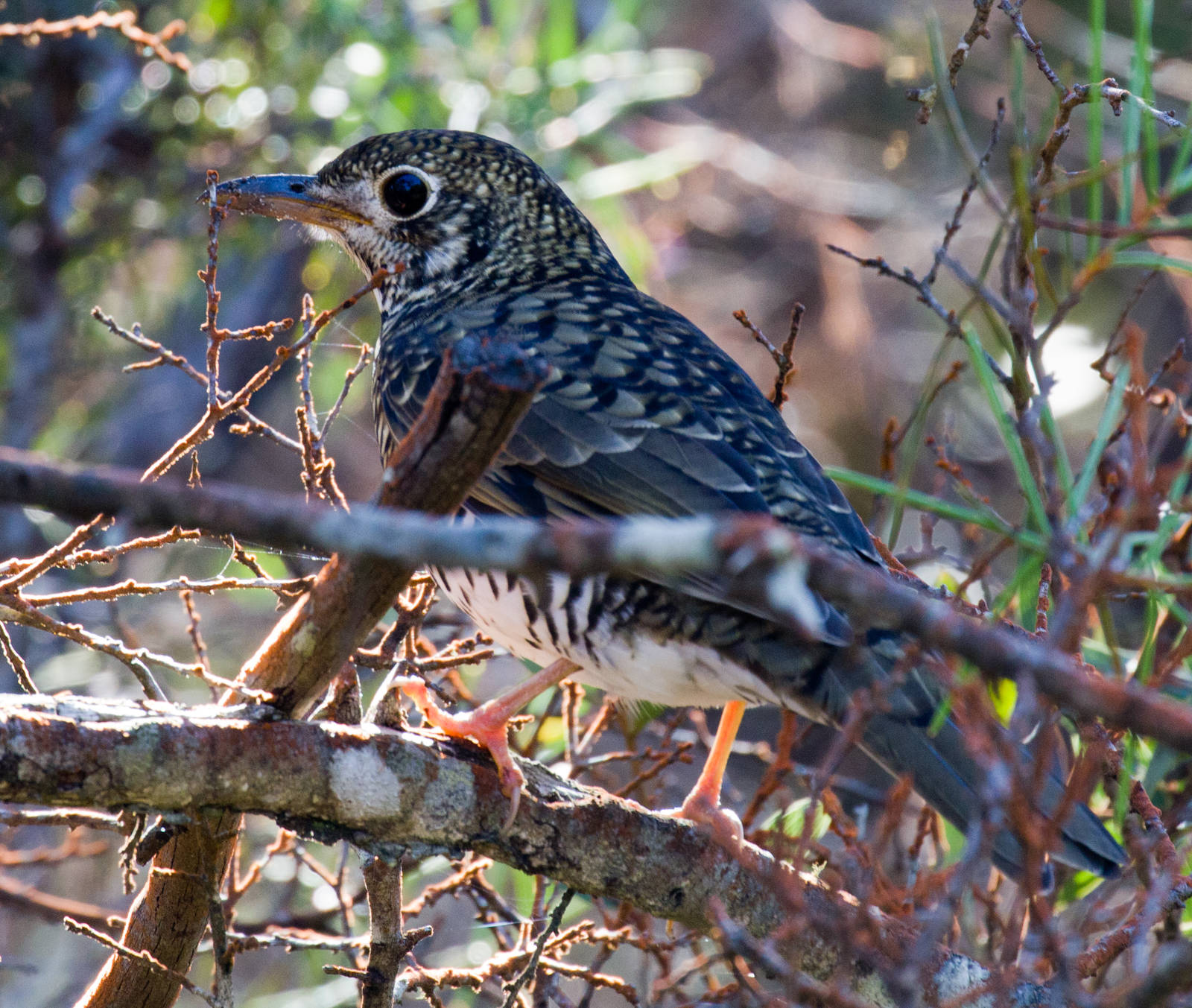 Bassian Thrush