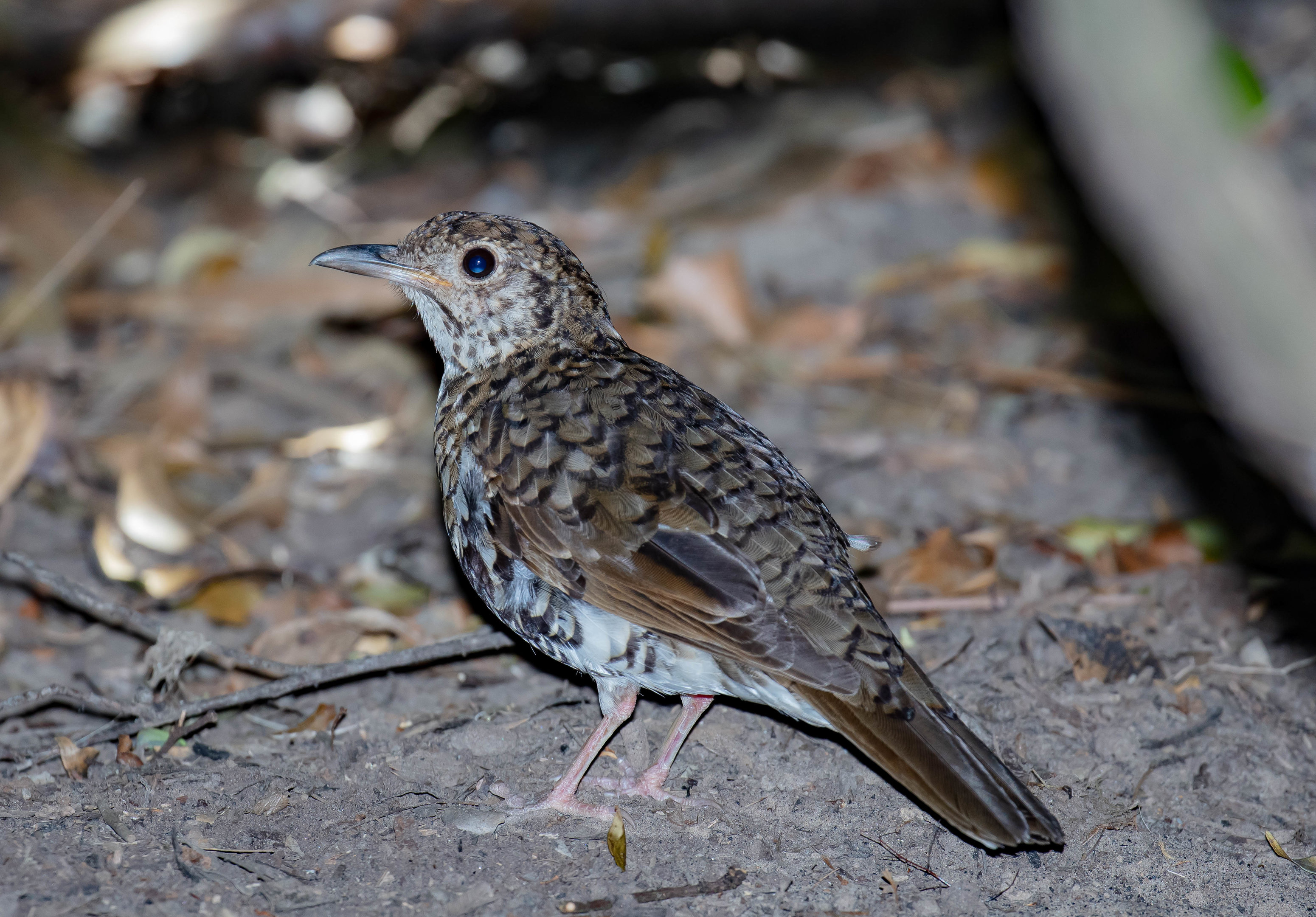 Bassian Thrush