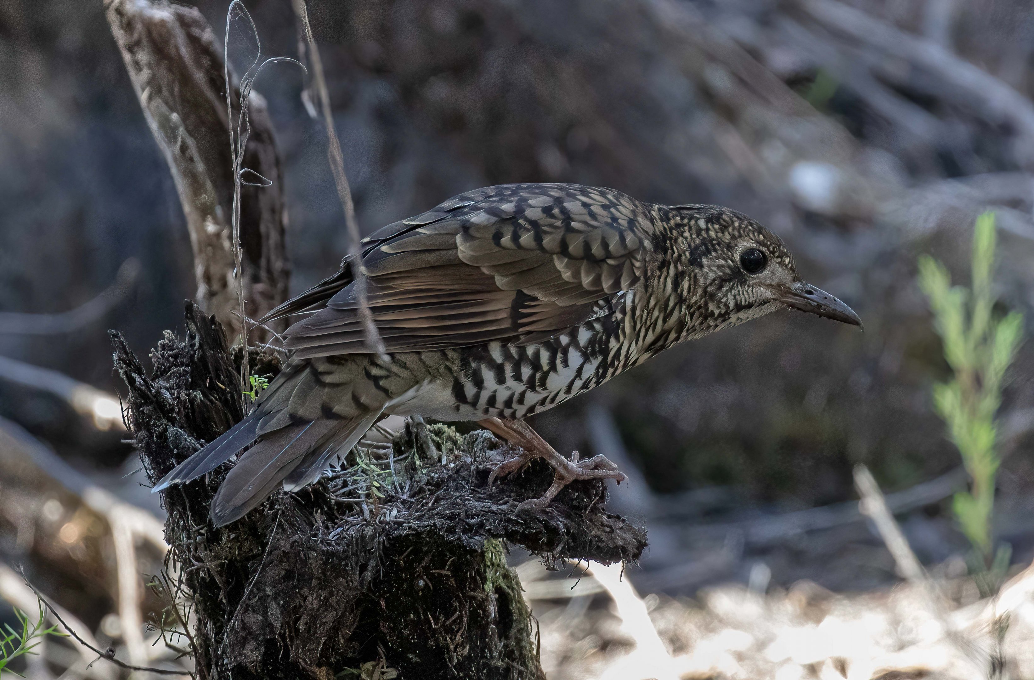 Bassian Thrush