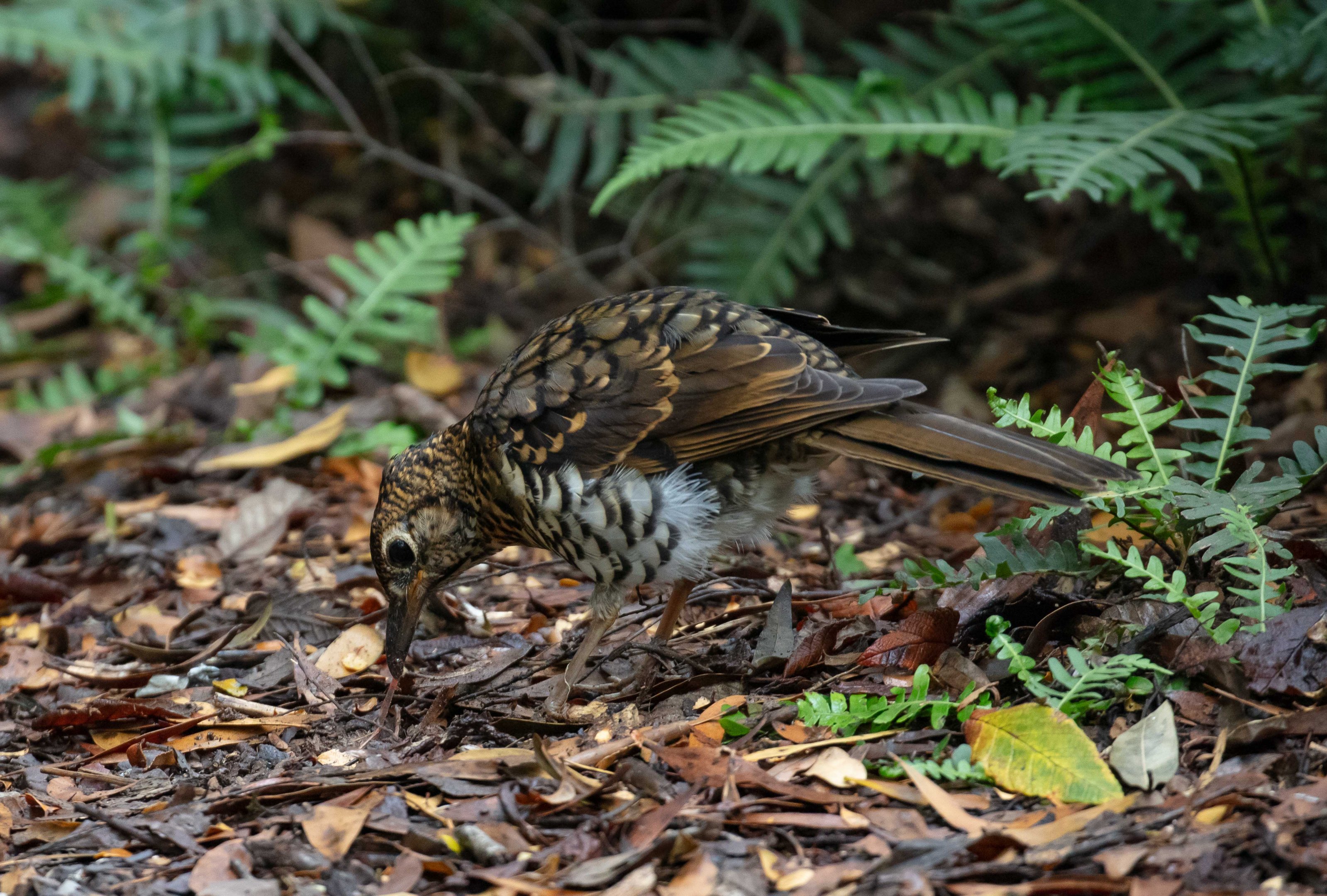 Bassian Thrush