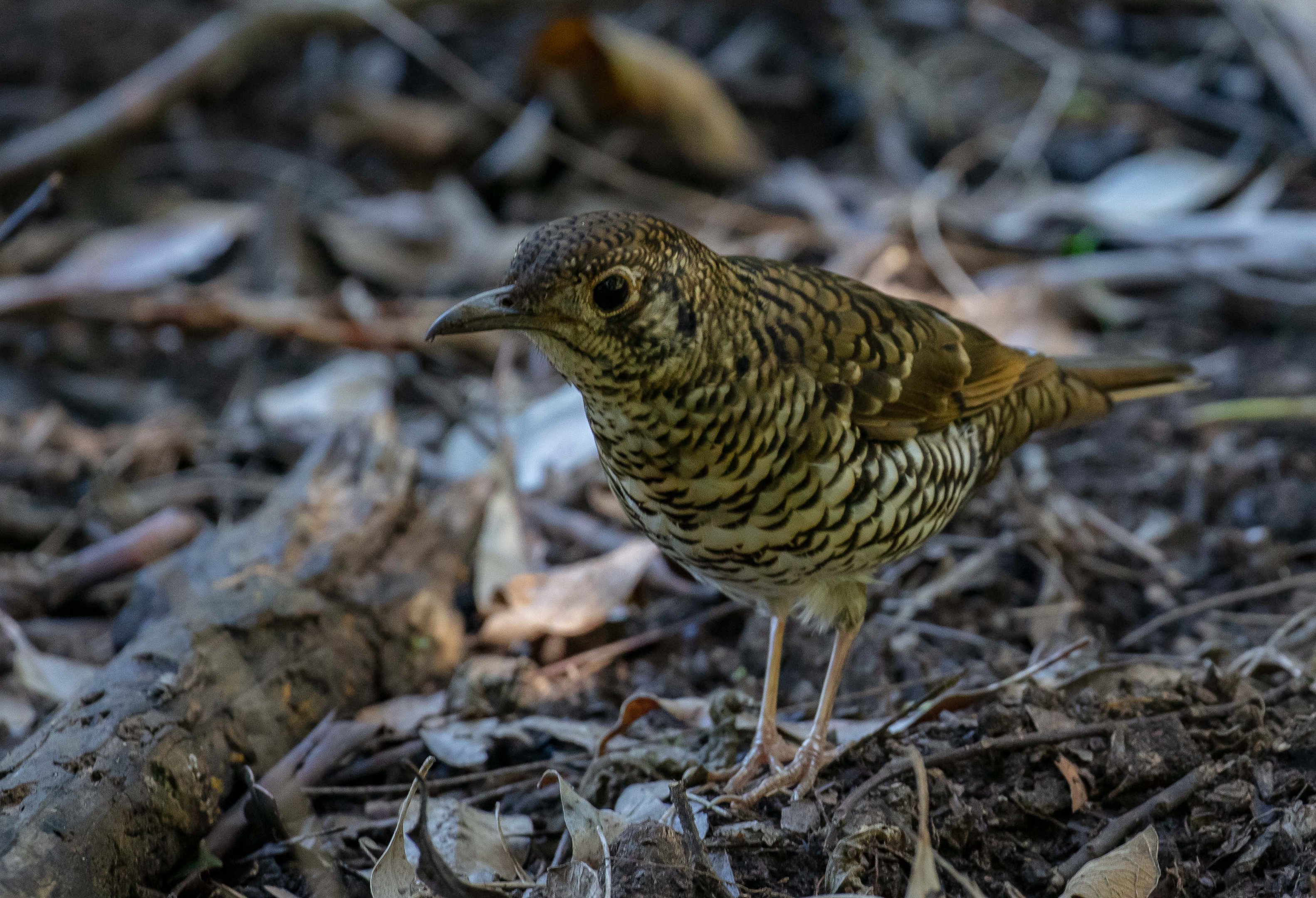 Bassian Thrush