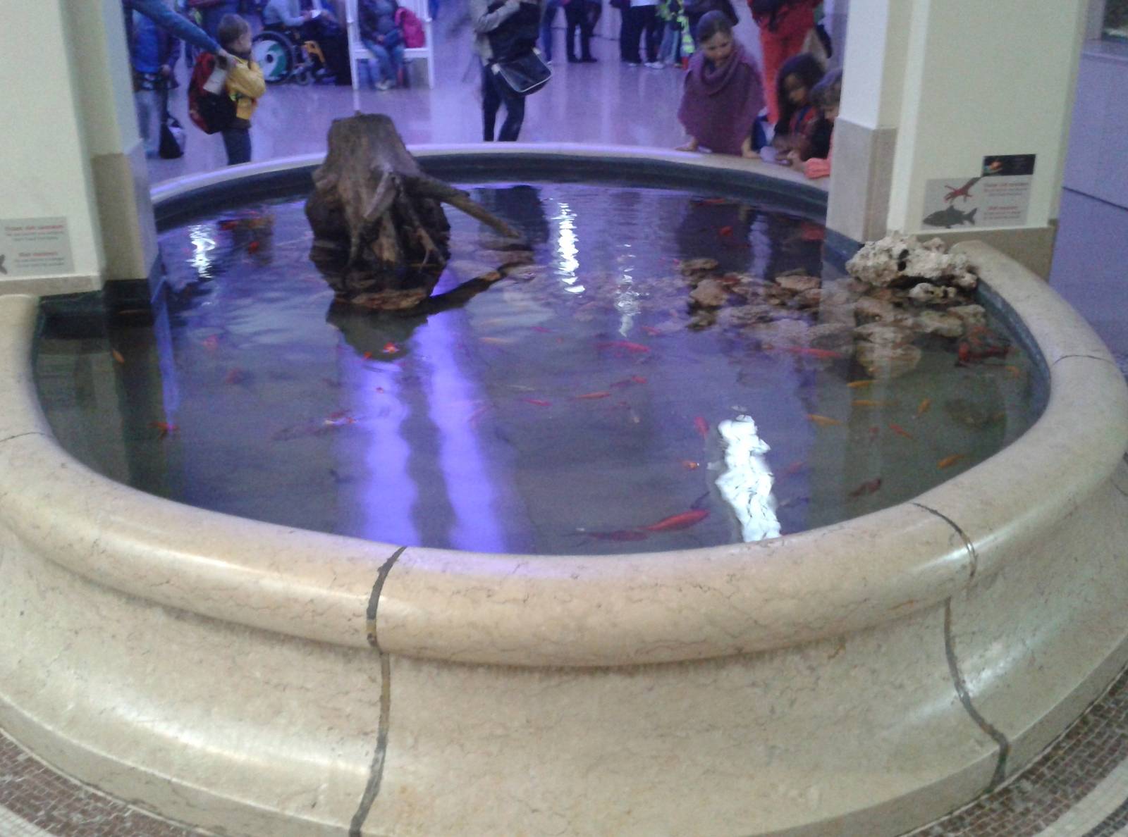 Bassin for Koi carps