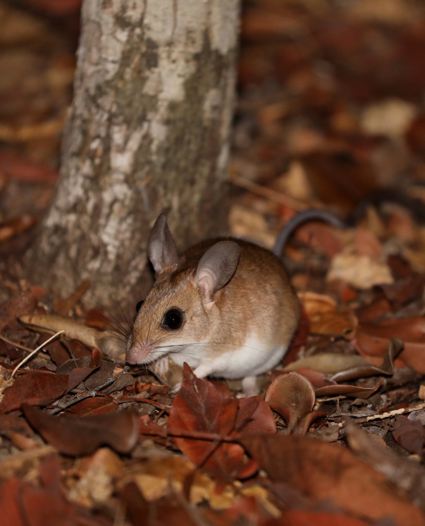 bastard big-footed mouse (Macrotarsomys bastardi)