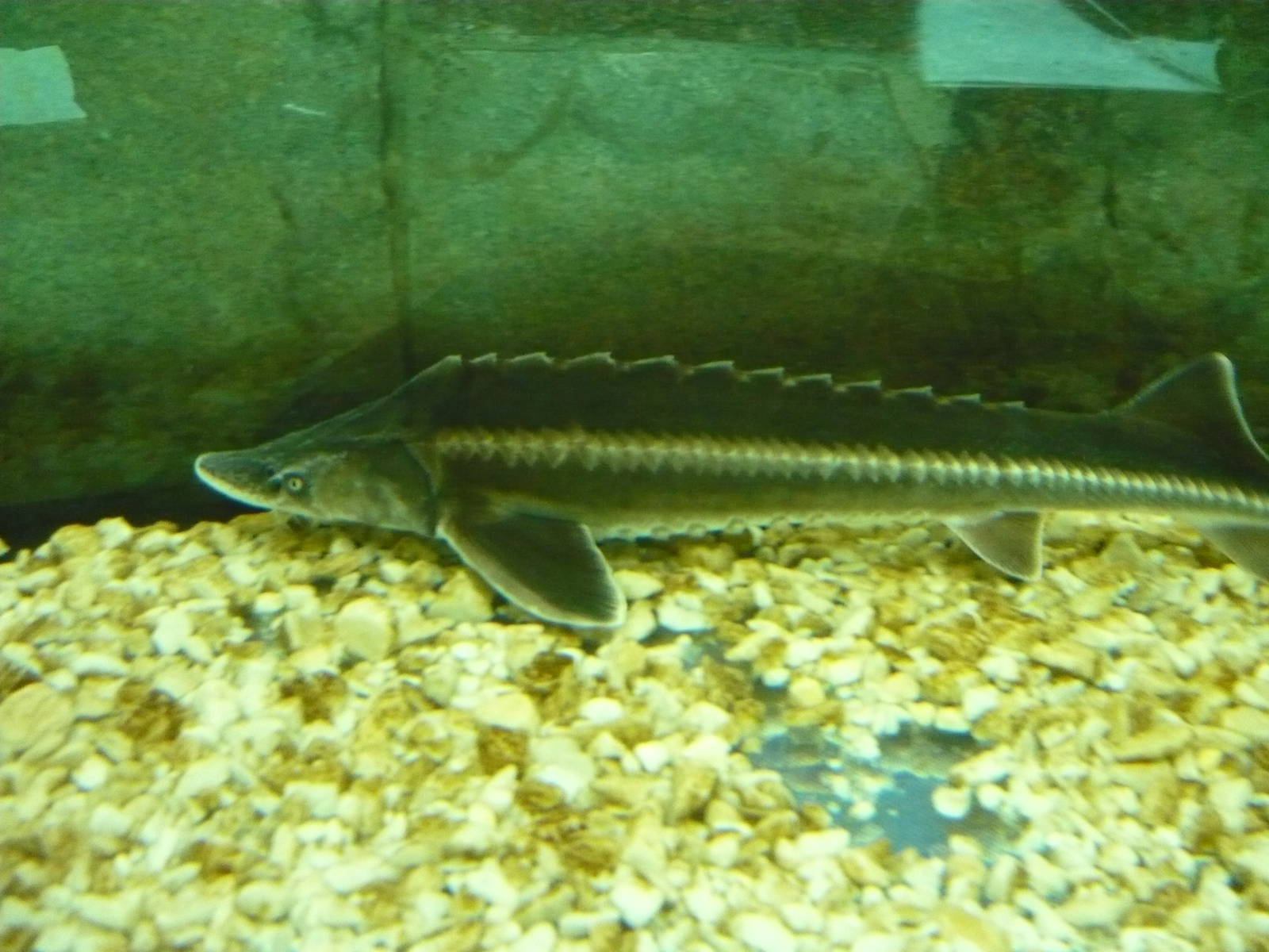 Bastard sturgeon (Acipenser nudiventris)