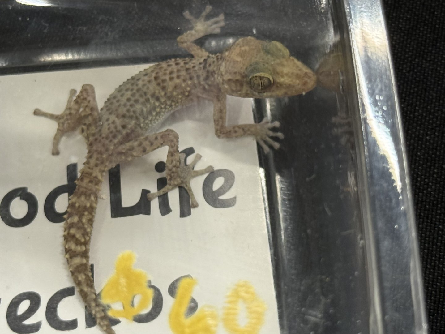 Bastard’s ground gecko