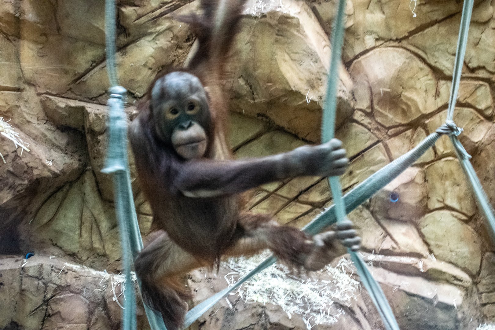 Basuki - Bornean Orangutan