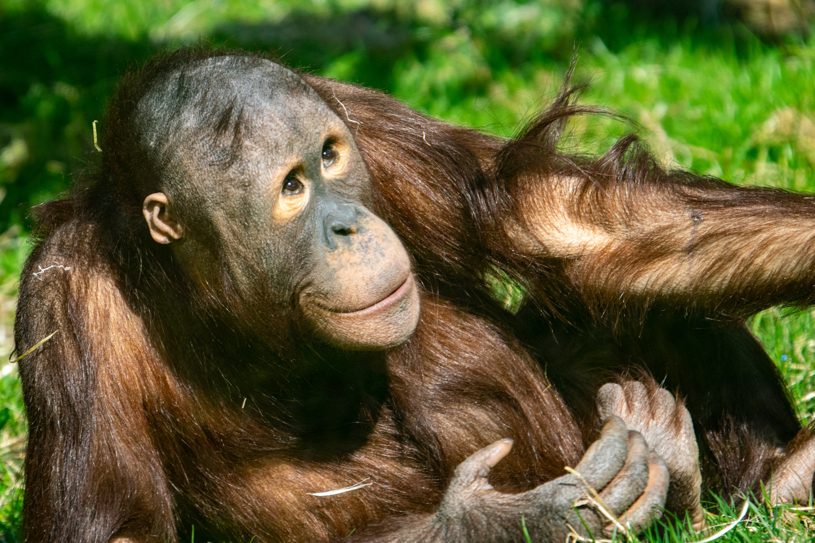 Basuki - Bornean Orangutan