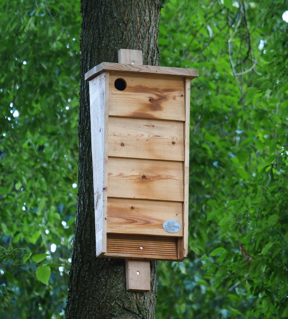Bat box, 2023-07-18
