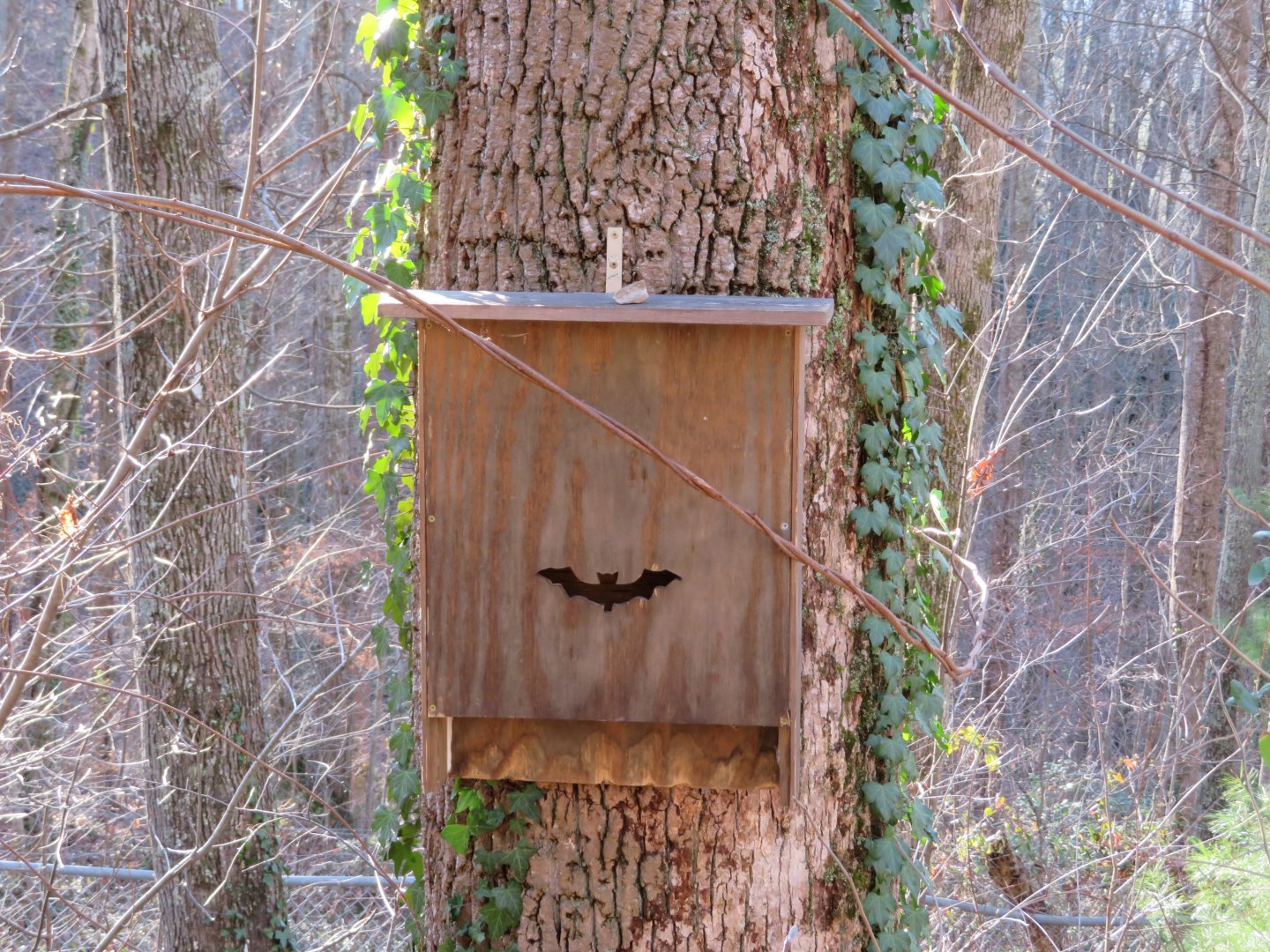 Bat Box