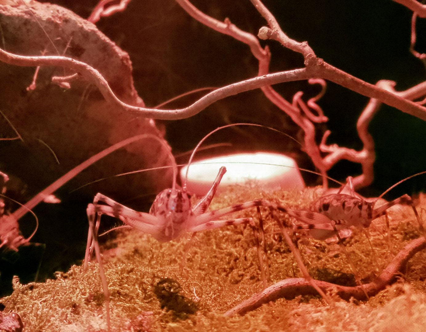 Bat cave- Camel Cricket 230225