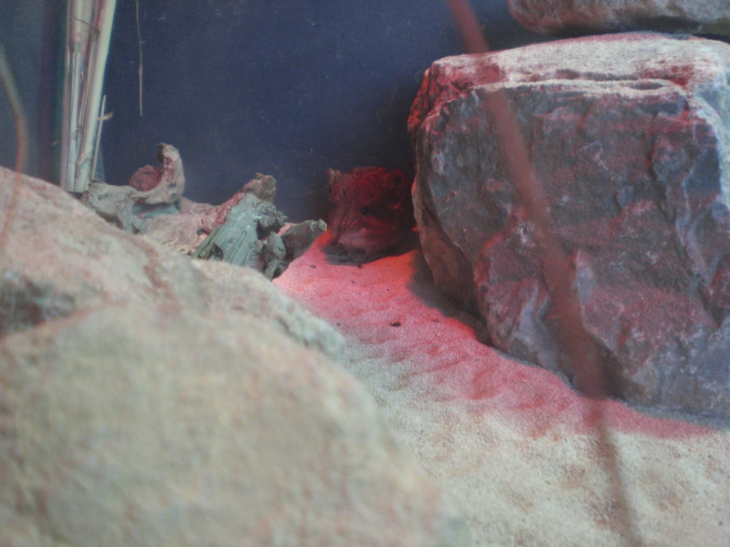 Bat cave- Round eared sengi 040818