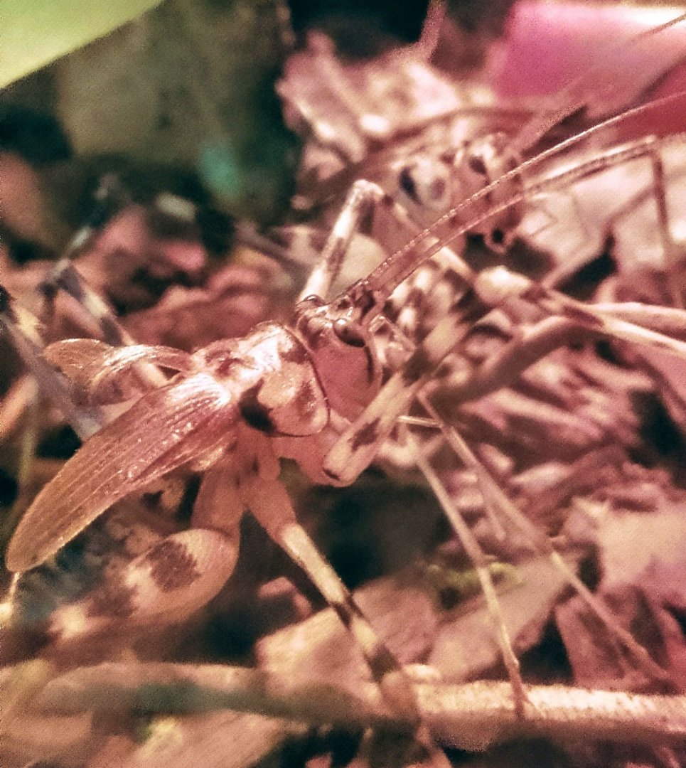Bat cave -  Spotted Camel Cricket 130425