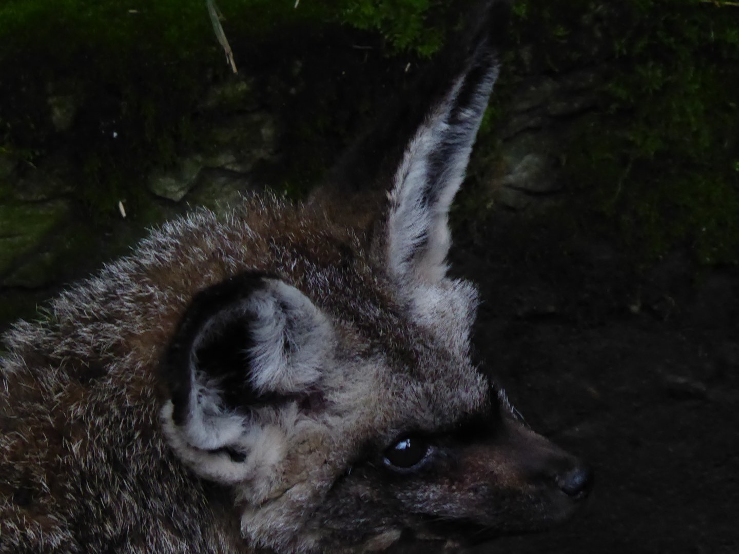 Bat-eared fox 040319