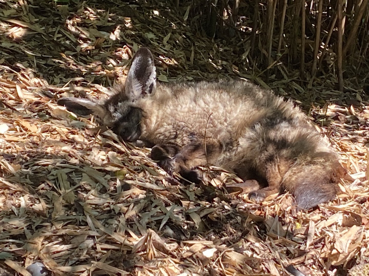 Bat-eared fox 070820