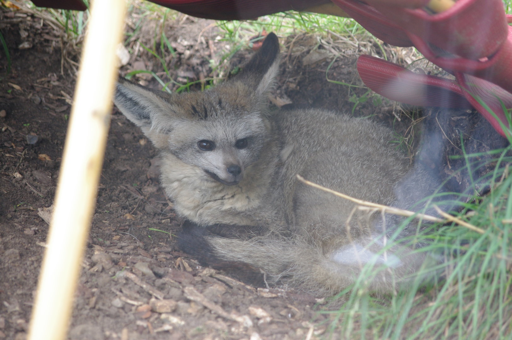 Bat-eared Fox- 1/10/2023
