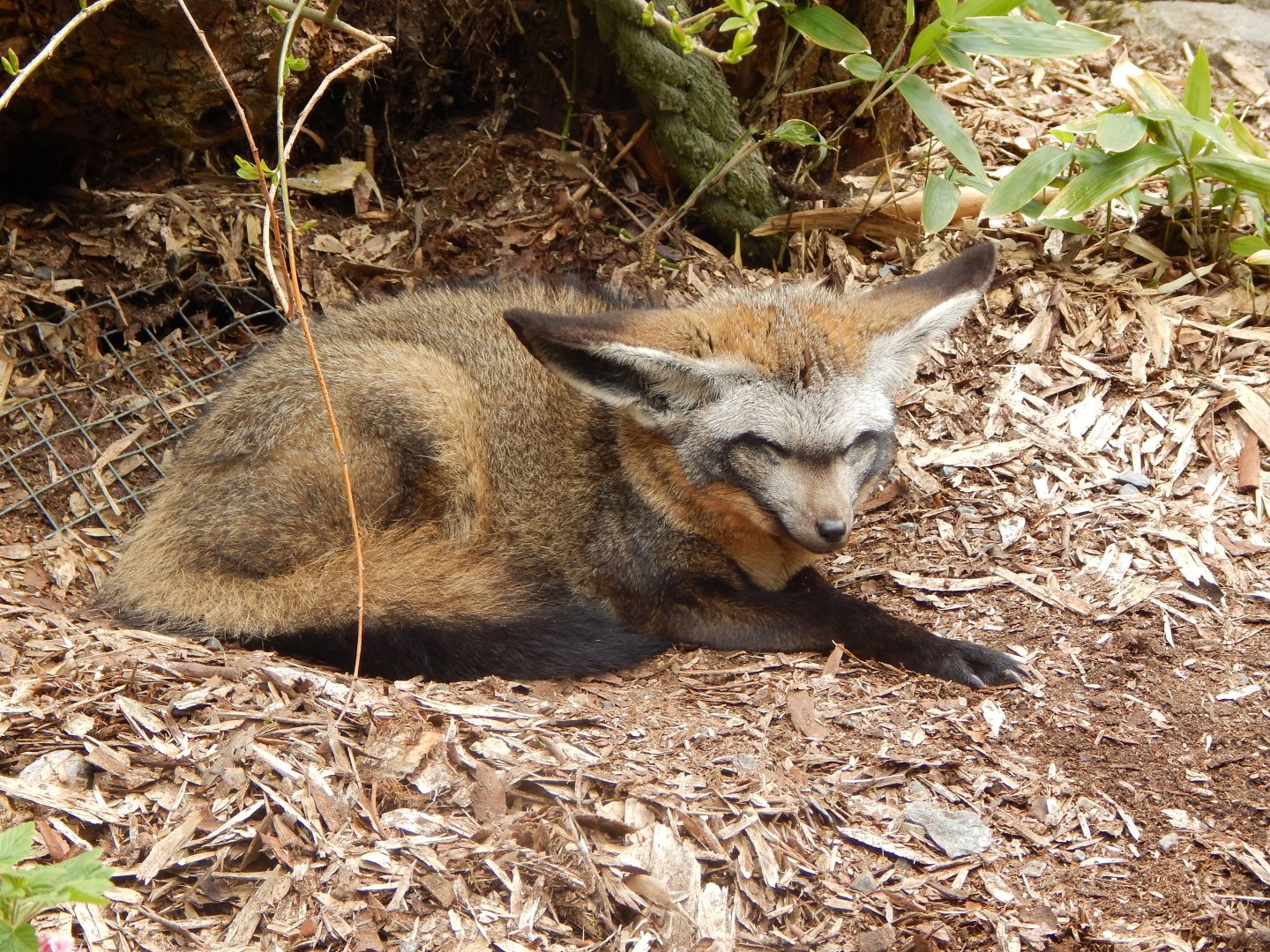 Bat-eared fox 140421