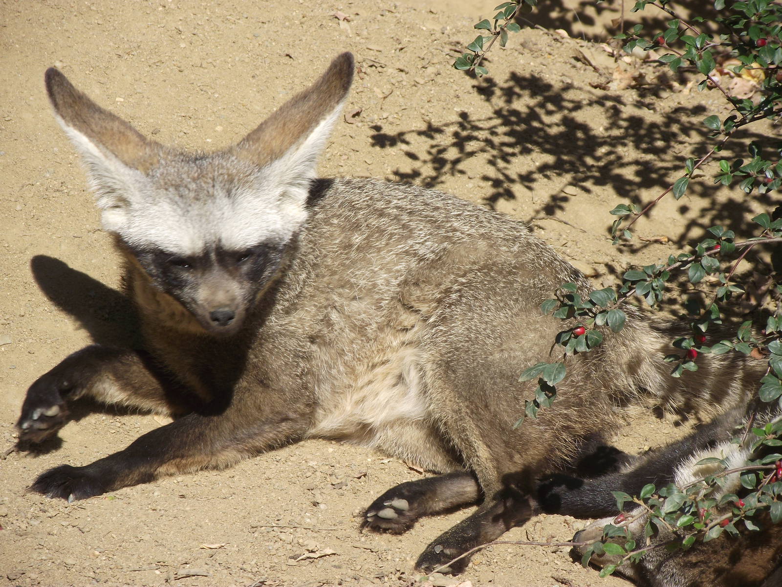bat-eared fox 140911