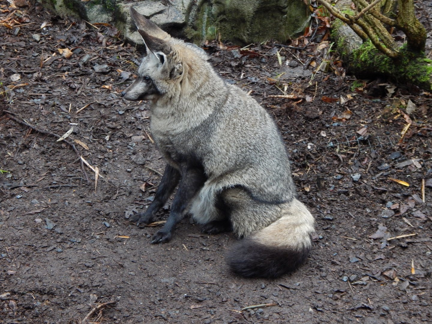 Bat-eared fox 160122