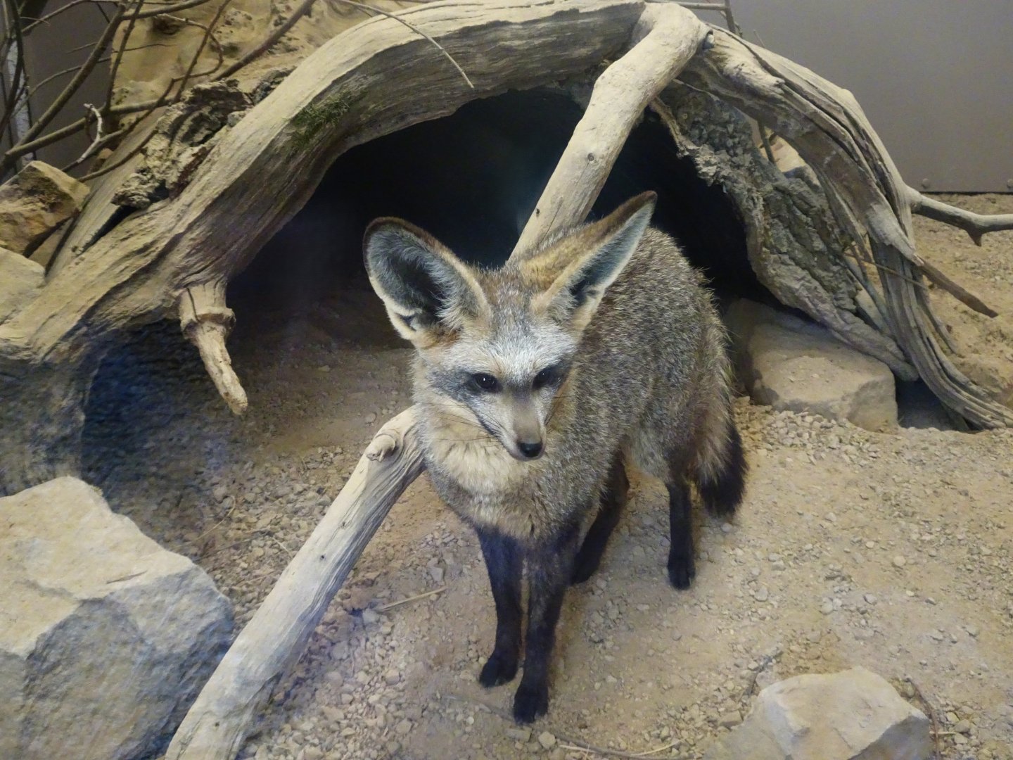 Bat-eared fox 17 August 2025