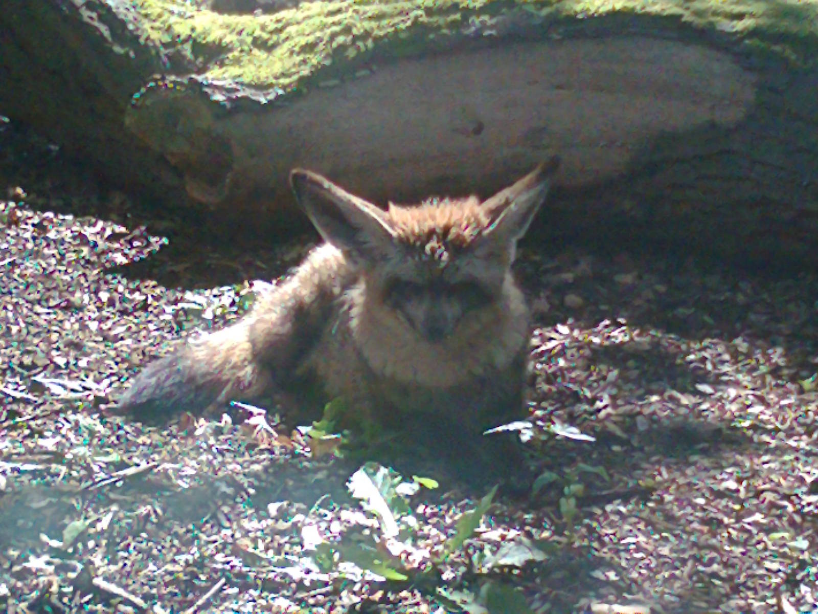 Bat-eared Fox 2011