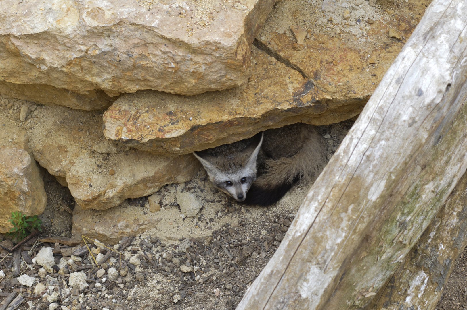 Bat-eared fox [2020]