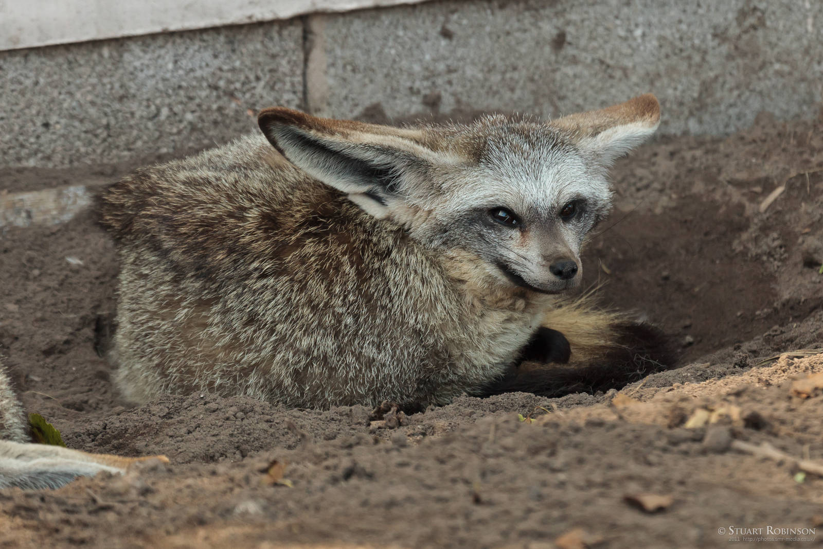 Bat-Eared Fox - 23/07/2011