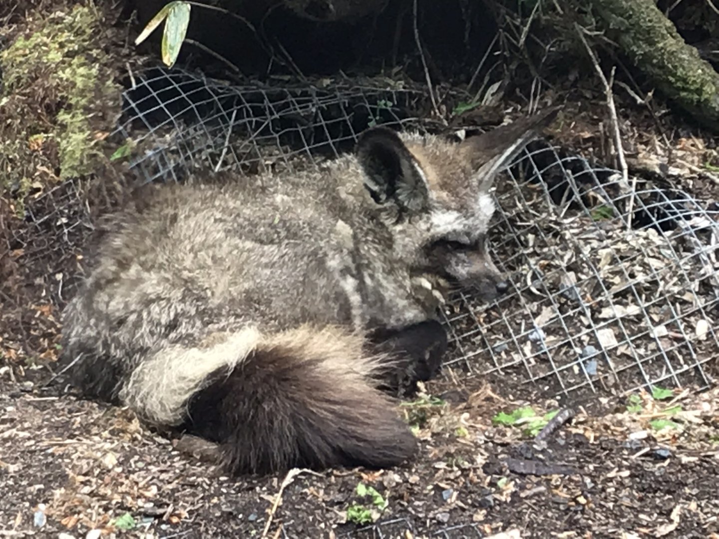 Bat-eared fox 280419