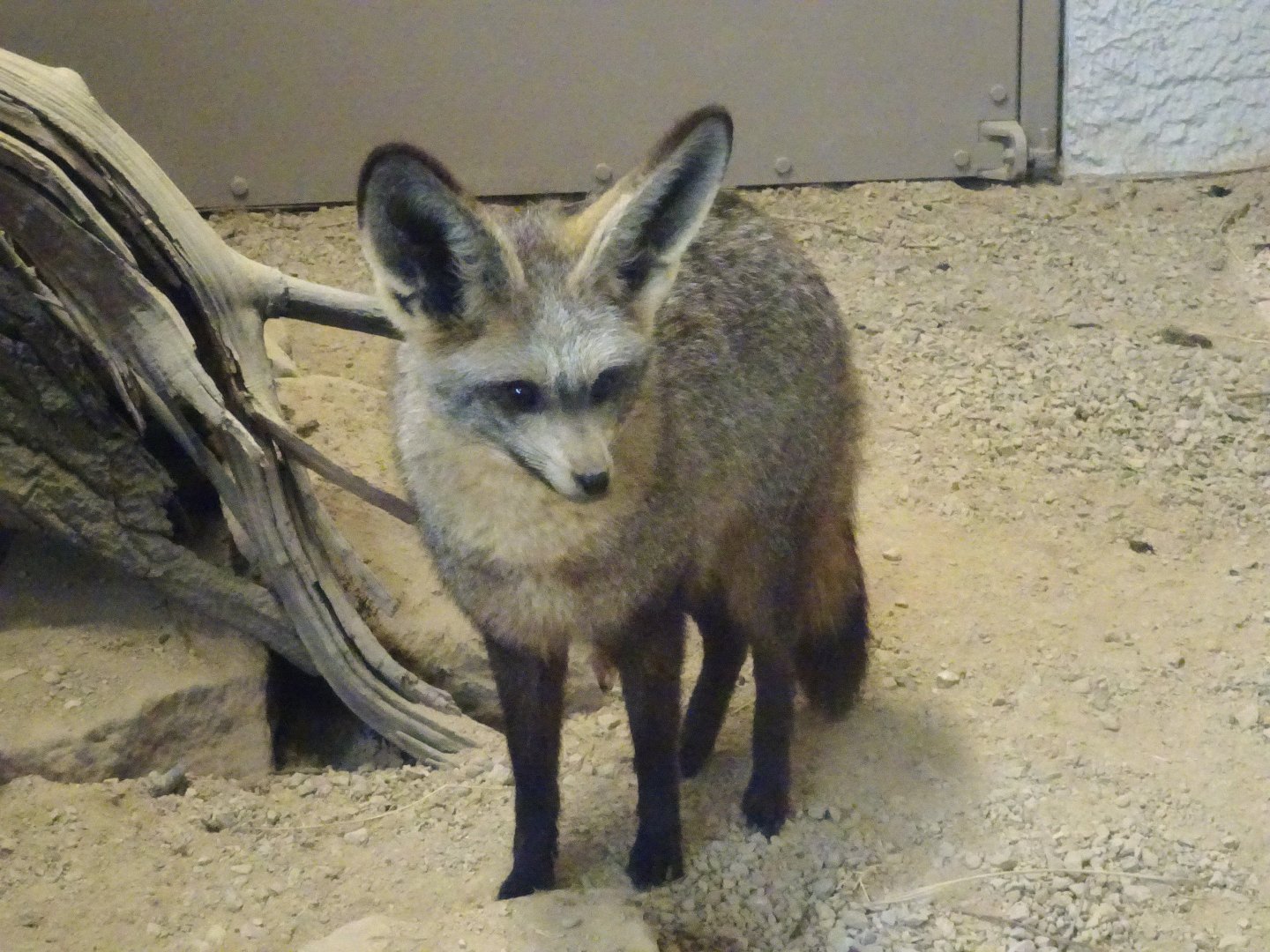 Bat Eared Fox  5 July 2025