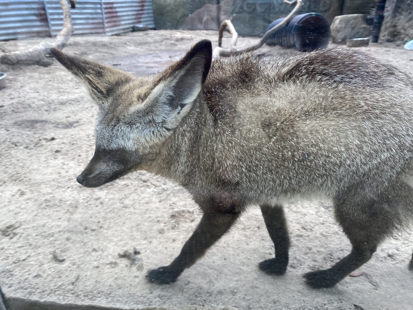 Bat-Eared Fox - 6/22/2023