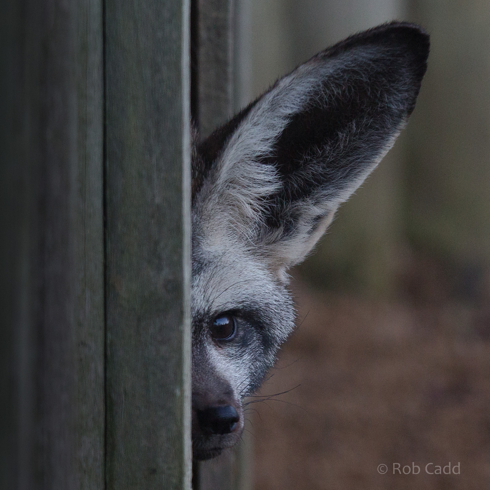 Bat-eared fox : Africa Alive! : 02 Jan 2015