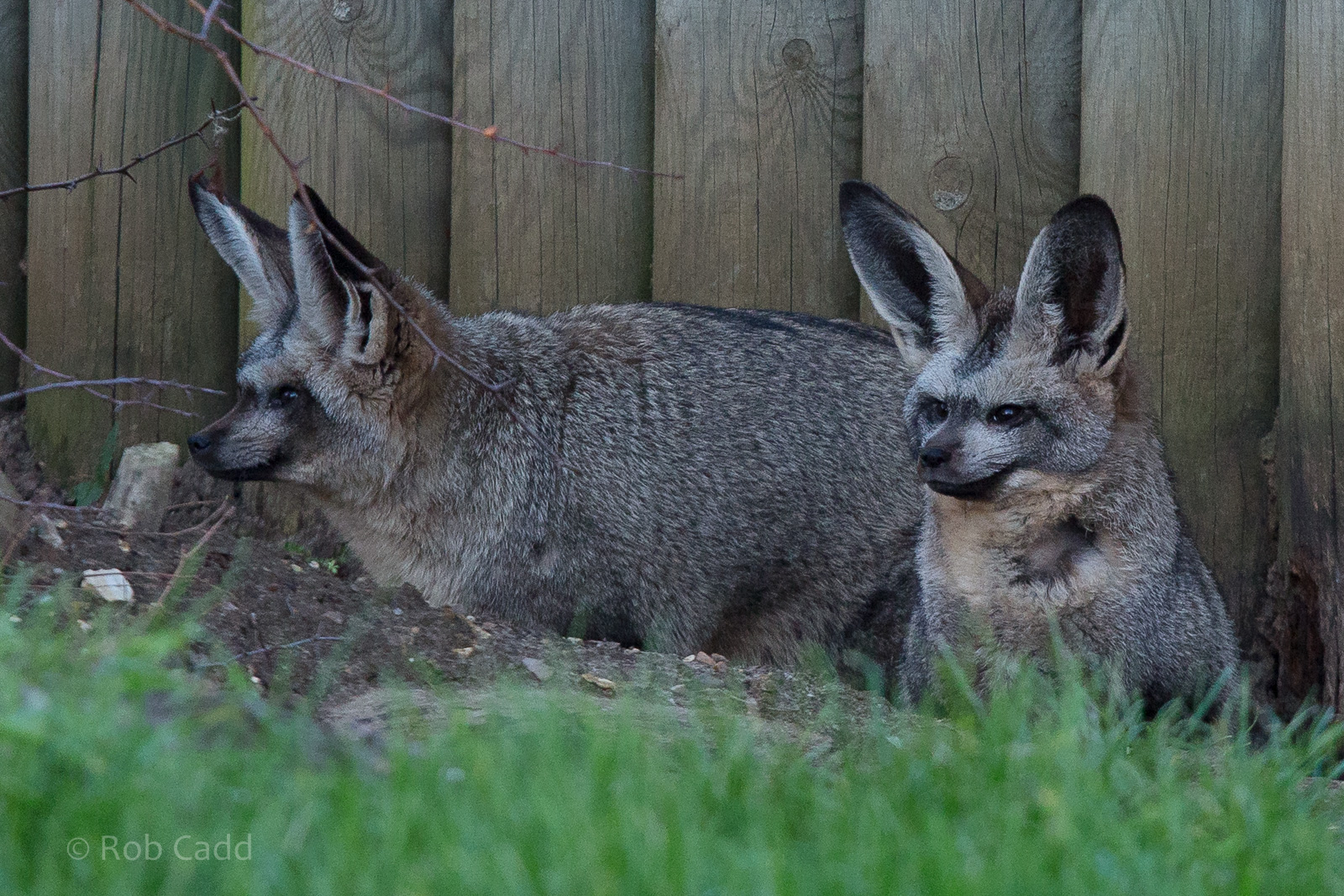 Bat-eared fox : Africa Alive! : 02 Jan 2015