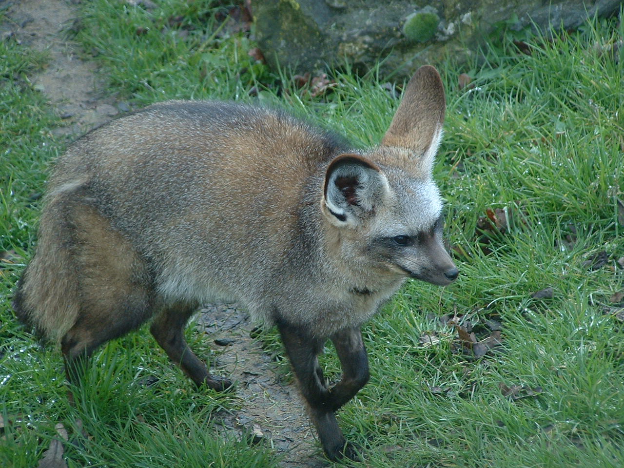 Bat-Eared Fox - Africa Alive! 2008