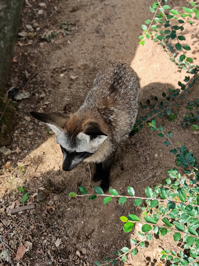 Bat-eared Fox - Africa Up Close