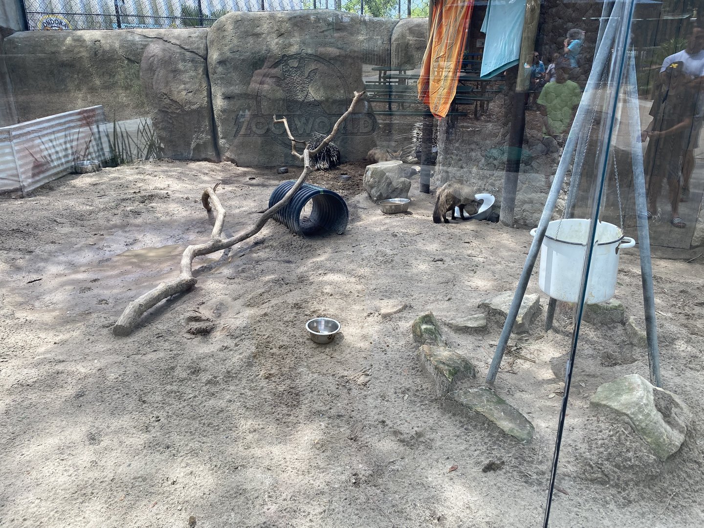 Bat-Eared Fox/African Crested Porcupine Habitat - 6/22/2023