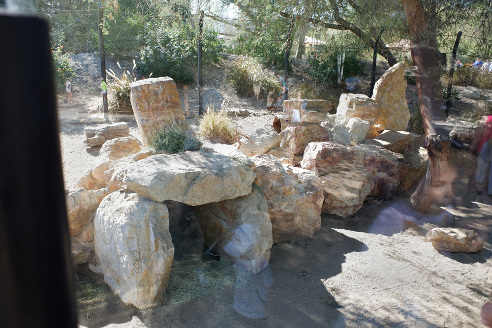 bat eared fox and leopard tortoise exhibit