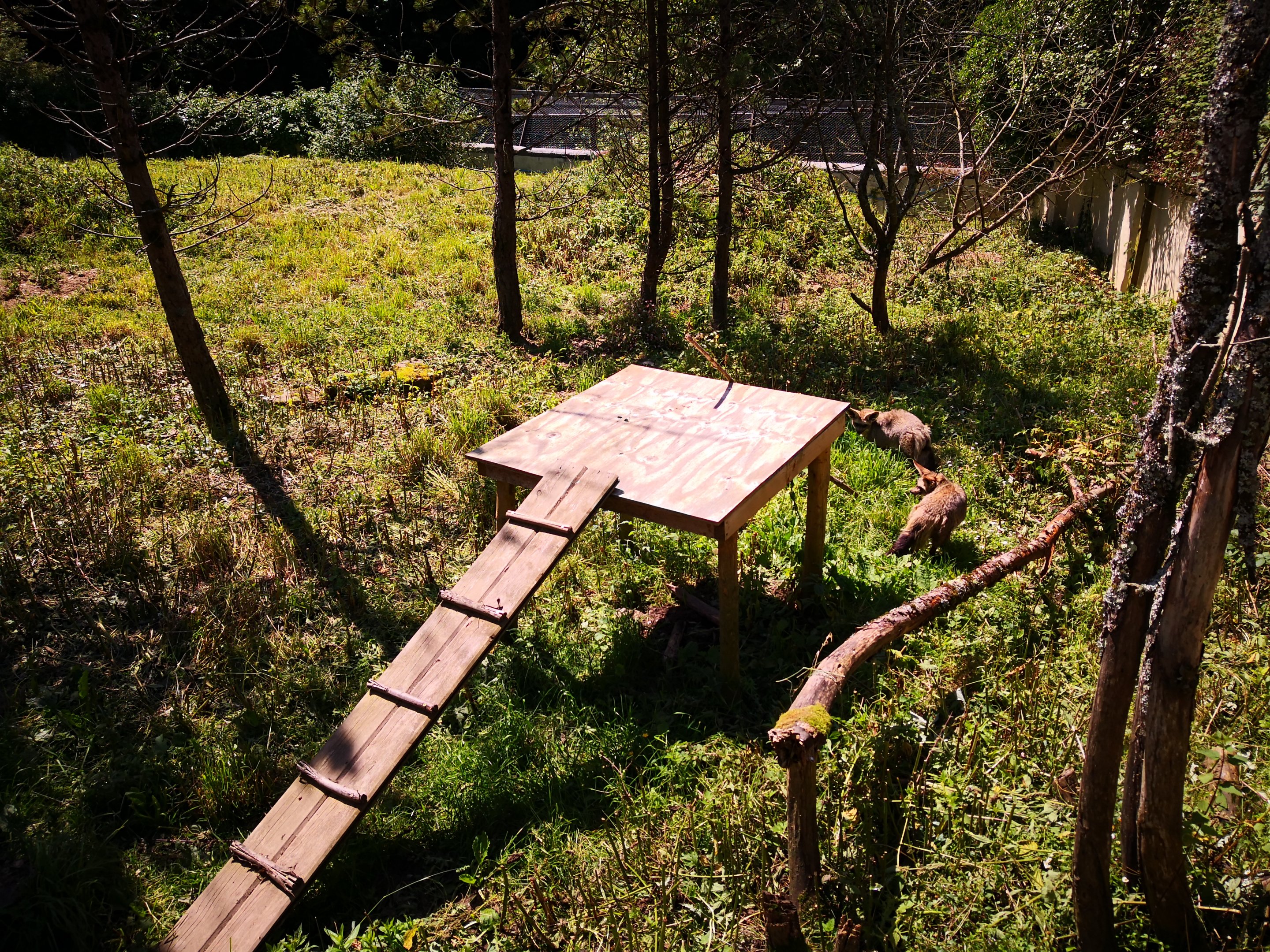 Bat Eared Fox and Meerkat Exhibit CMWDP