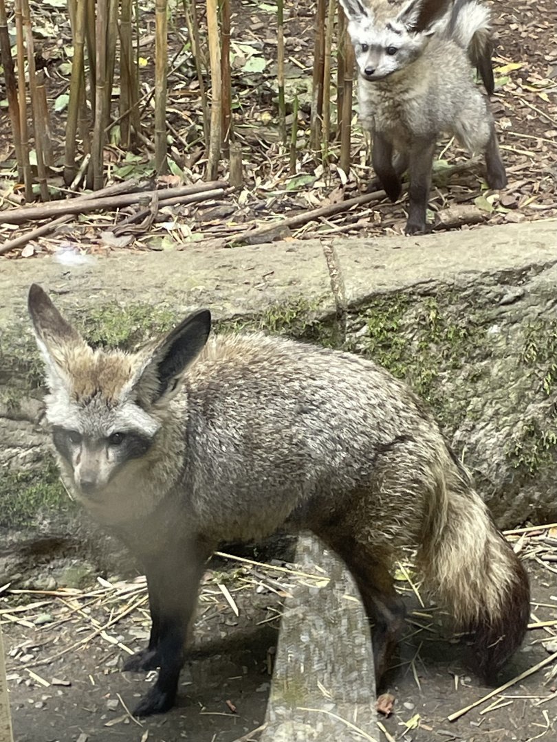 Bat Eared Fox and Pup