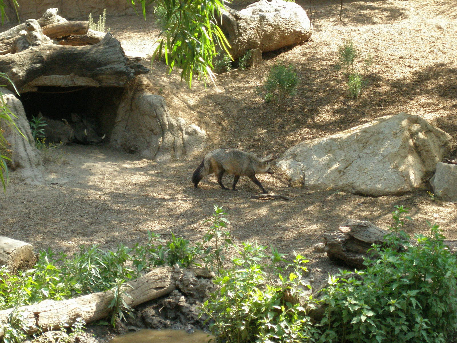bat-eared fox and warthog