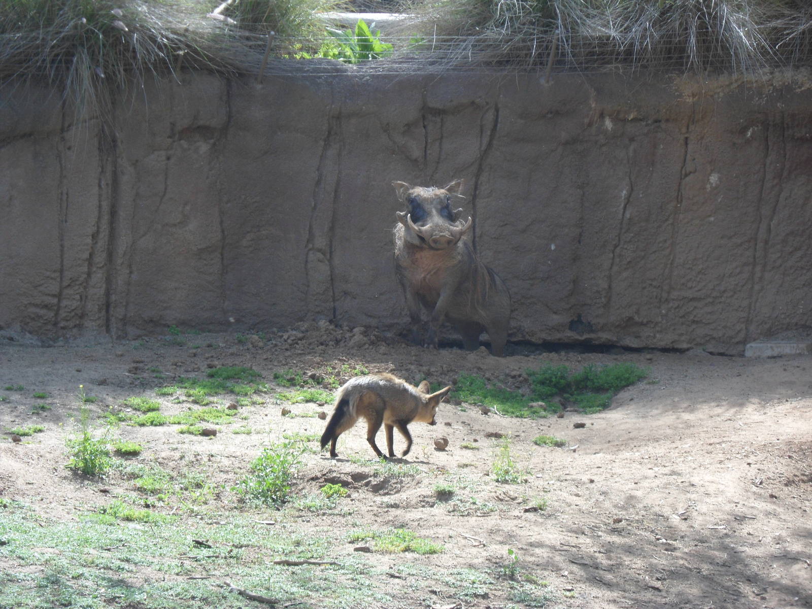 Bat Eared Fox and Warthog