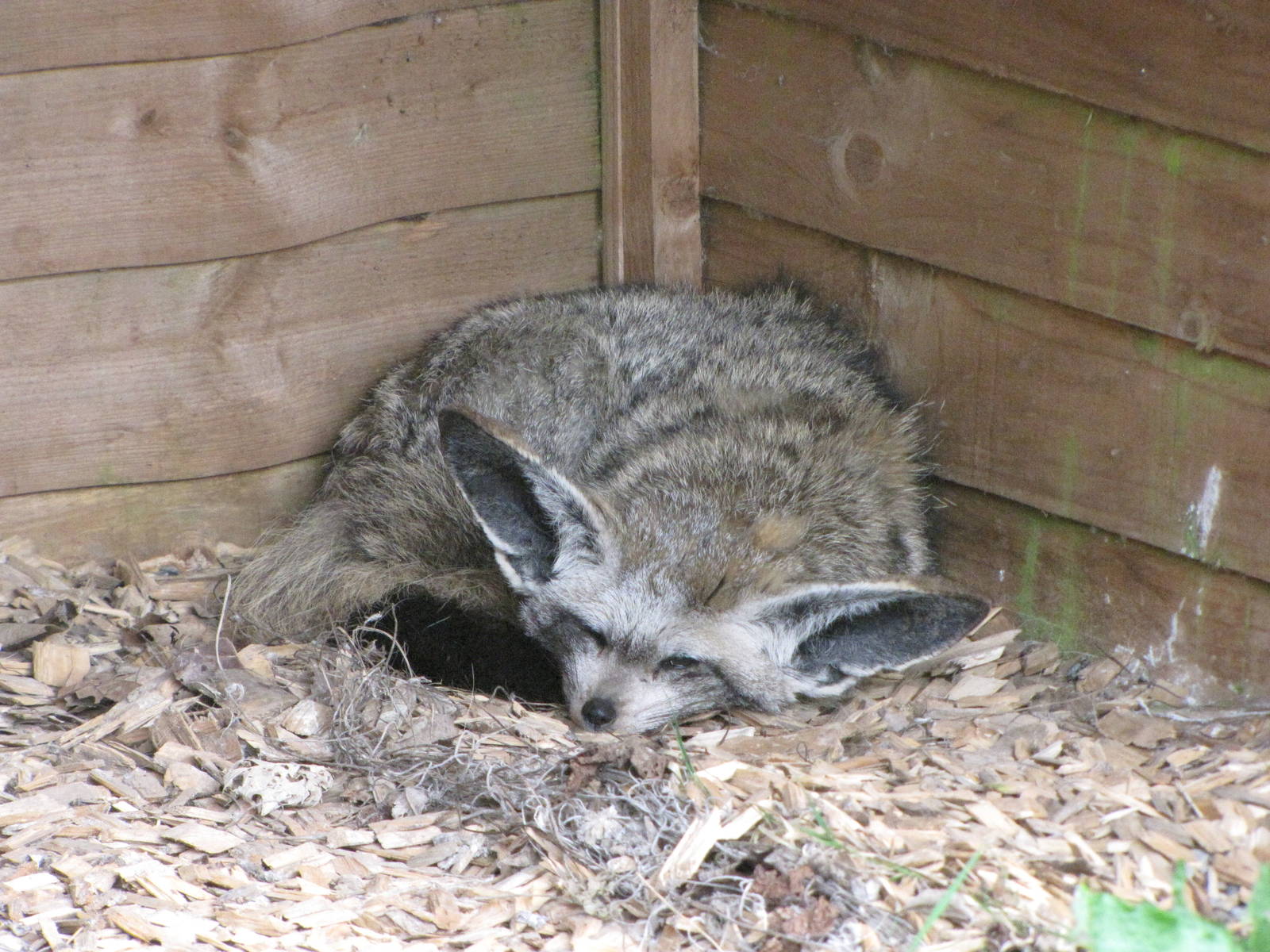 Bat eared fox at Galloway Wildlife Conservation Park