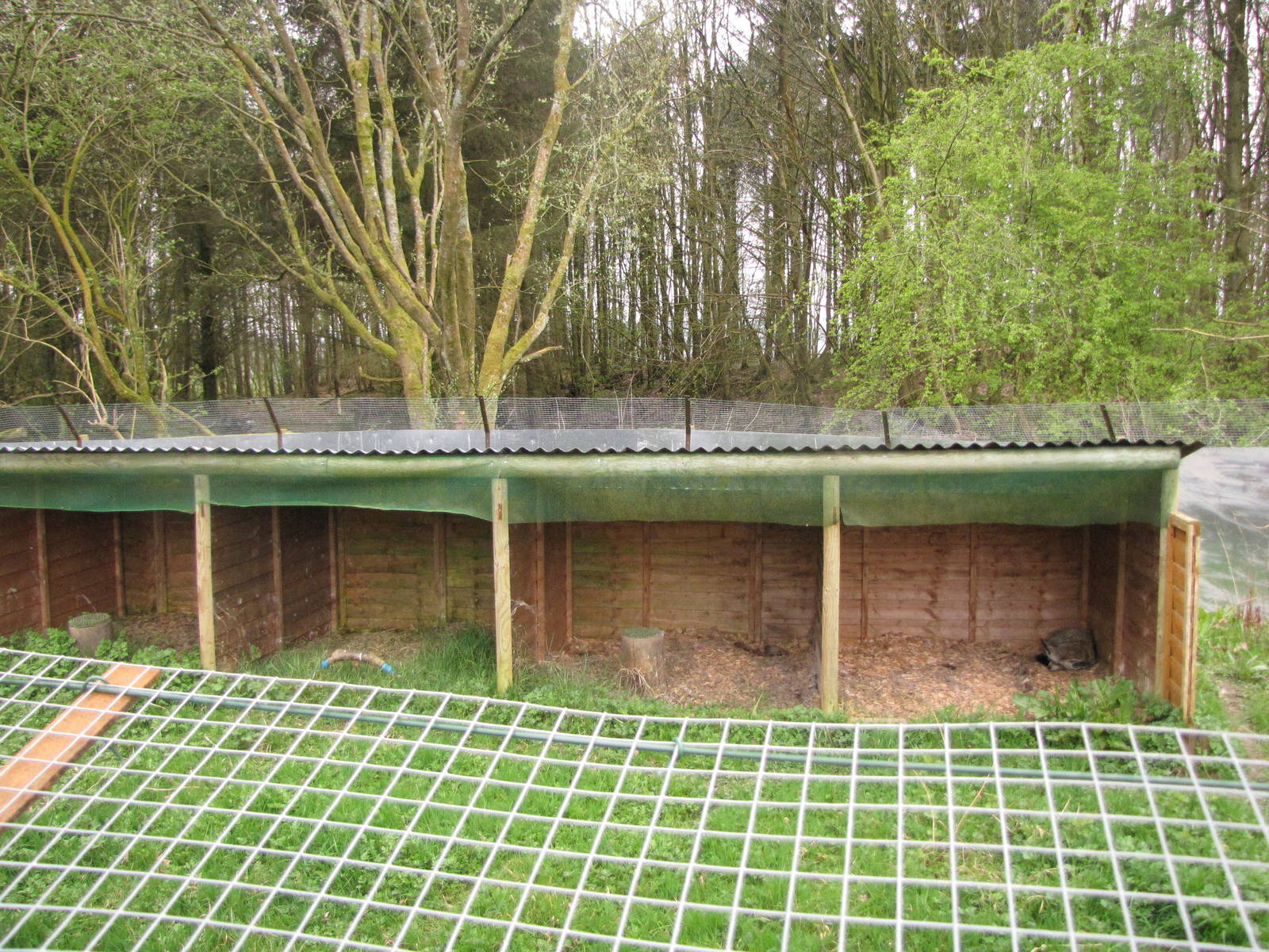 Bat eared fox at Galloway Wildlife Conservation Park