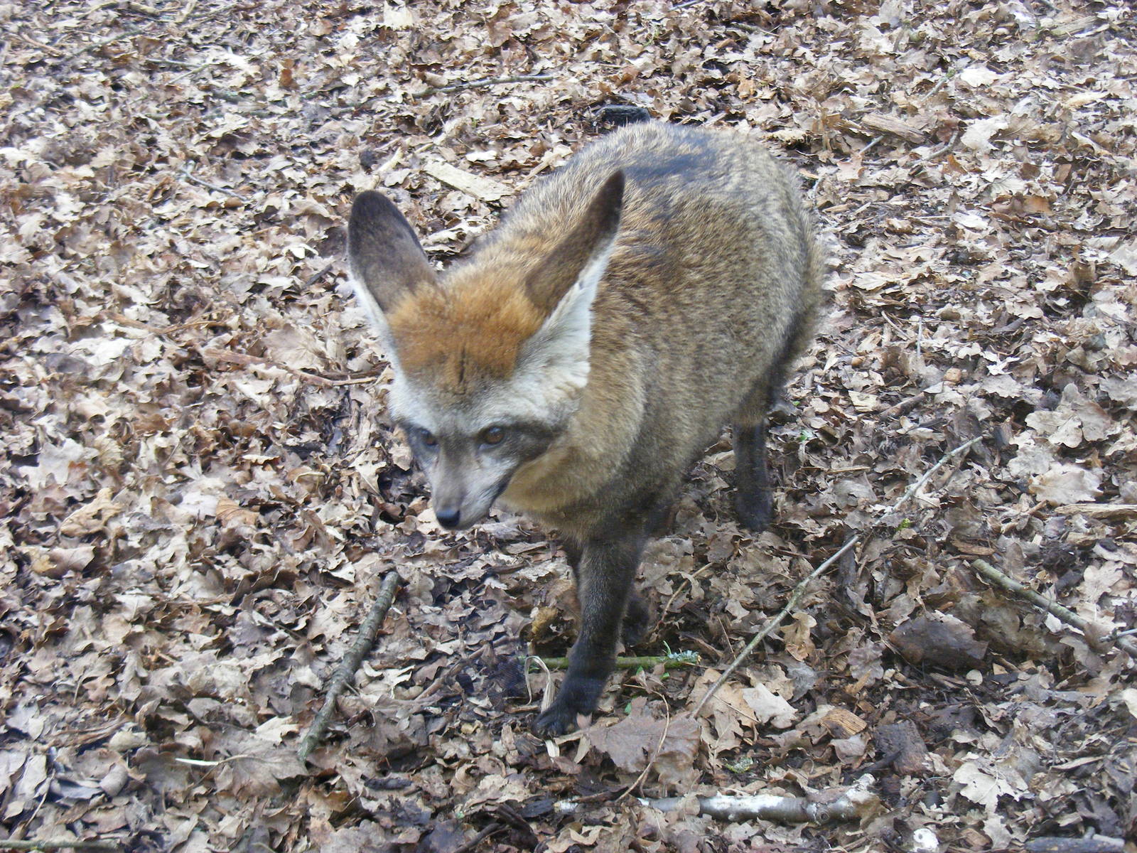 Bat-eared fox at Marwell Wildlife, 6 March 2010