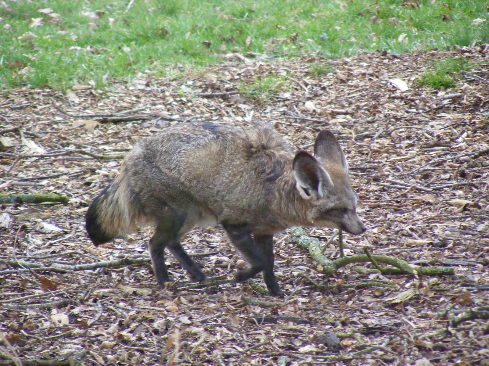 Bat-eared fox at Marwell Wildlife, 6 March 2010