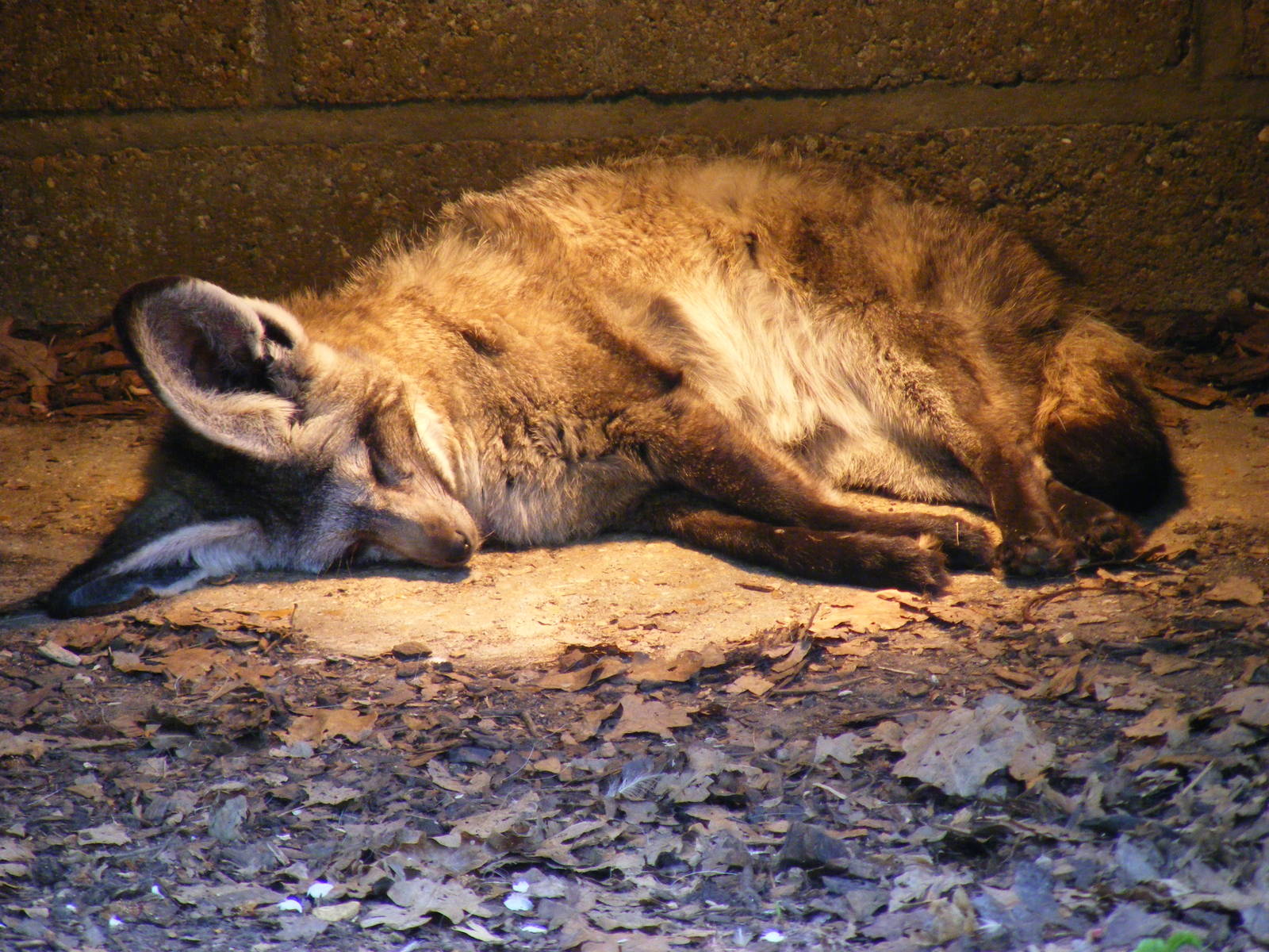 Bat-eared fox at Marwell Wildlife, 9 May 2010