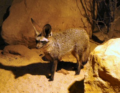 bat eared fox at Prague